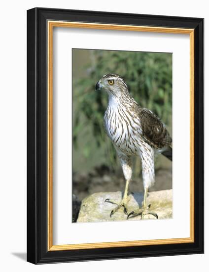 Cooper's Hawk Immature, Starr County, Texas-Richard and Susan Day-Framed Photographic Print