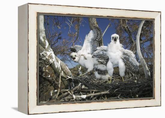 Cooper's Hawk-DLILLC-Framed Premier Image Canvas
