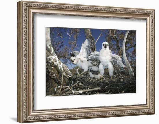 Cooper's Hawk-DLILLC-Framed Photographic Print