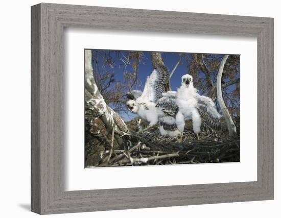 Cooper's Hawk-DLILLC-Framed Photographic Print