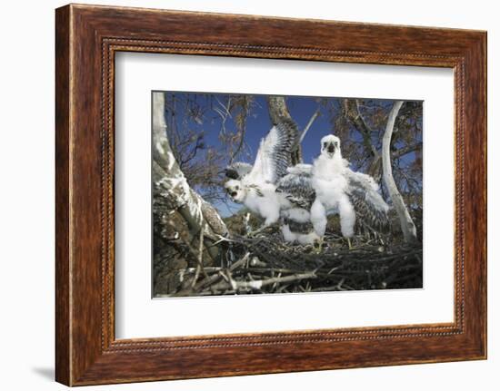 Cooper's Hawk-DLILLC-Framed Photographic Print