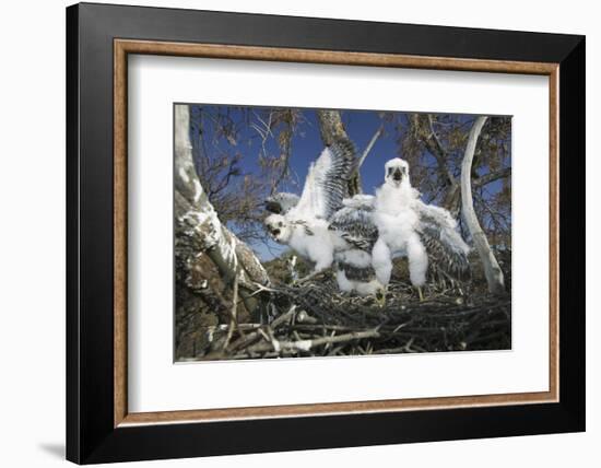 Cooper's Hawk-DLILLC-Framed Photographic Print