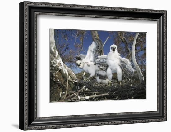 Cooper's Hawk-DLILLC-Framed Photographic Print