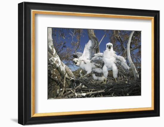 Cooper's Hawk-DLILLC-Framed Photographic Print