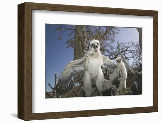 Cooper's Hawk-DLILLC-Framed Photographic Print