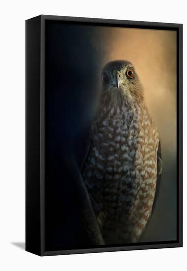 Coopers Hawk at Sunset-Jai Johnson-Framed Premier Image Canvas