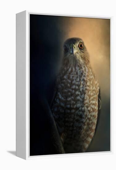 Coopers Hawk at Sunset-Jai Johnson-Framed Premier Image Canvas