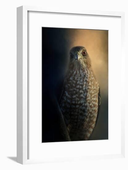 Coopers Hawk at Sunset-Jai Johnson-Framed Giclee Print