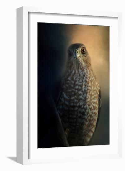 Coopers Hawk at Sunset-Jai Johnson-Framed Giclee Print