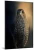 Coopers Hawk at Sunset-Jai Johnson-Mounted Giclee Print