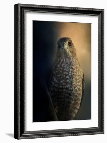 Coopers Hawk at Sunset-Jai Johnson-Framed Giclee Print