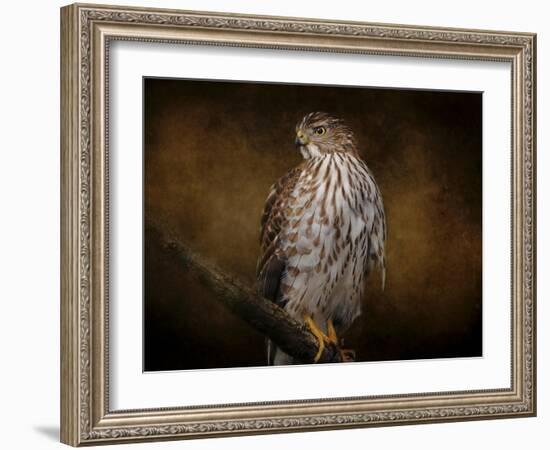 Coopers Hawk Portrait 1-Jai Johnson-Framed Giclee Print