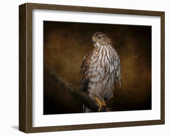 Coopers Hawk Portrait 1-Jai Johnson-Framed Giclee Print