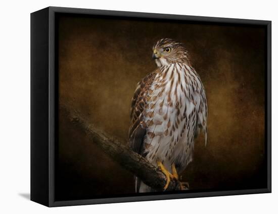 Coopers Hawk Portrait 1-Jai Johnson-Framed Premier Image Canvas