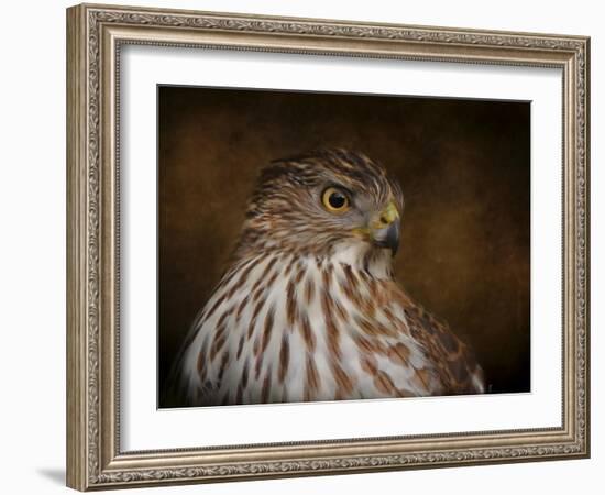 Coopers Hawk Portrait 2-Jai Johnson-Framed Giclee Print
