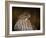 Coopers Hawk Portrait 2-Jai Johnson-Framed Giclee Print