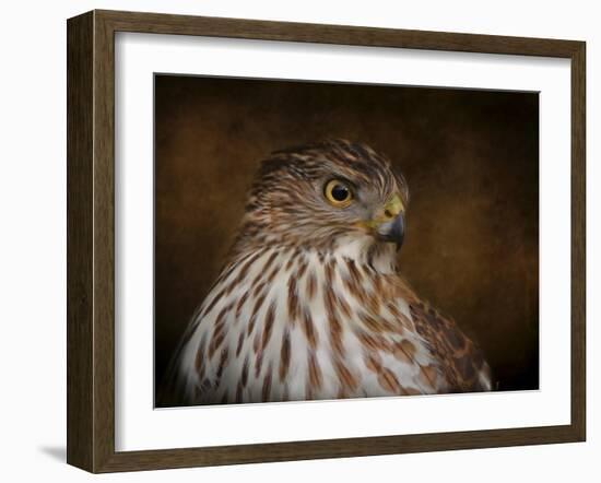 Coopers Hawk Portrait 2-Jai Johnson-Framed Giclee Print