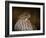 Coopers Hawk Portrait 2-Jai Johnson-Framed Giclee Print