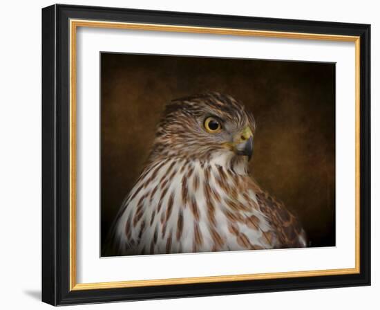 Coopers Hawk Portrait 2-Jai Johnson-Framed Giclee Print