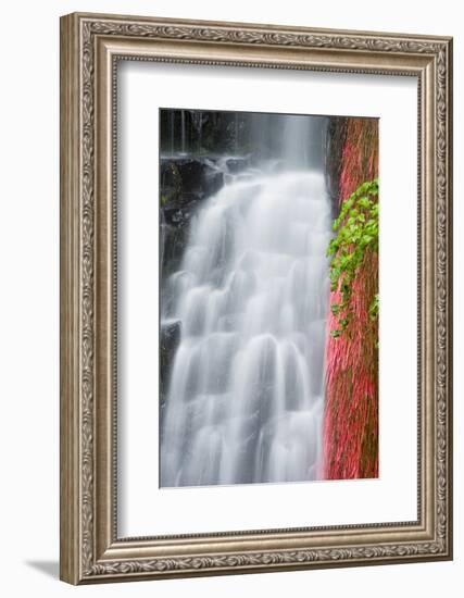 Coopey Falls, Columbia River Gorge National Scenic Area, Oregon, Usa-Russ Bishop-Framed Photographic Print