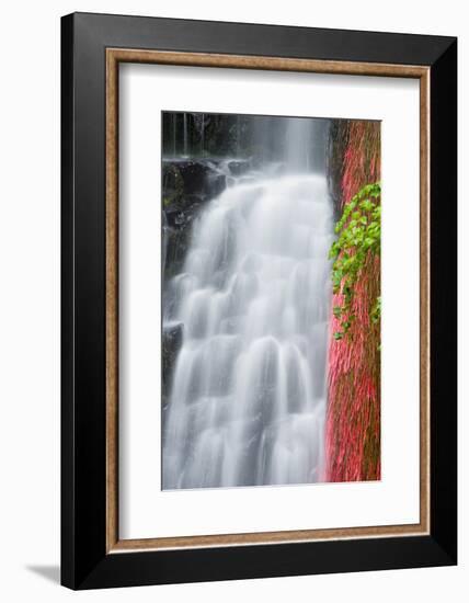 Coopey Falls, Columbia River Gorge National Scenic Area, Oregon, Usa-Russ Bishop-Framed Photographic Print