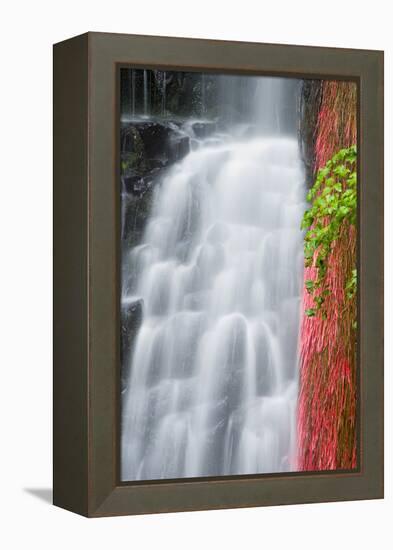 Coopey Falls, Columbia River Gorge National Scenic Area, Oregon, Usa-Russ Bishop-Framed Premier Image Canvas