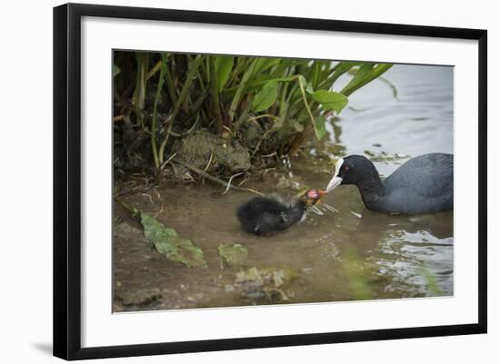 Coot (Fulica), Young Chick Feeding, Gloucestershire, England, United Kingdom-Janette Hill-Framed Photographic Print