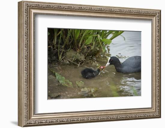 Coot (Fulica), Young Chick Feeding, Gloucestershire, England, United Kingdom-Janette Hill-Framed Photographic Print