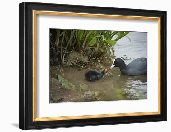 Coot (Fulica), Young Chick Feeding, Gloucestershire, England, United Kingdom-Janette Hill-Framed Photographic Print