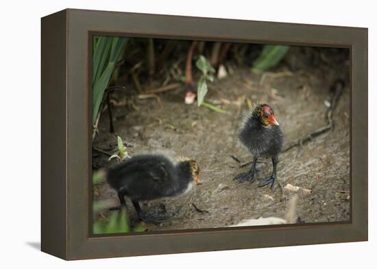 Coot (Fulica) Young Chicks, Gloucestershire, England, United Kingdom-Janette Hill-Framed Premier Image Canvas