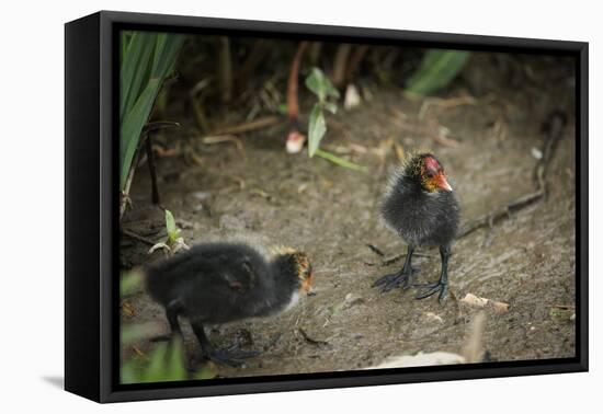 Coot (Fulica) Young Chicks, Gloucestershire, England, United Kingdom-Janette Hill-Framed Premier Image Canvas
