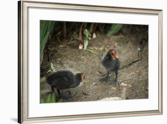 Coot (Fulica) Young Chicks, Gloucestershire, England, United Kingdom-Janette Hill-Framed Photographic Print