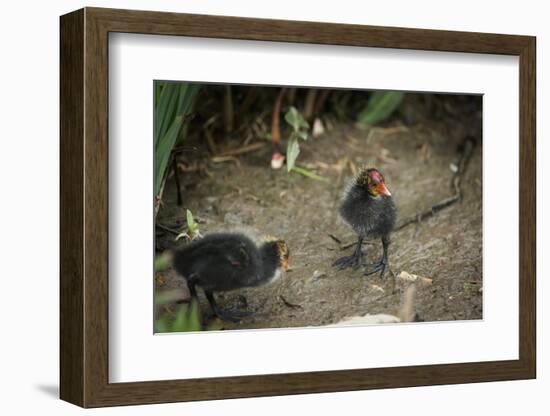 Coot (Fulica) Young Chicks, Gloucestershire, England, United Kingdom-Janette Hill-Framed Photographic Print