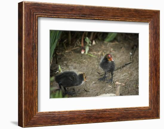 Coot (Fulica) Young Chicks, Gloucestershire, England, United Kingdom-Janette Hill-Framed Photographic Print