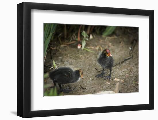 Coot (Fulica) Young Chicks, Gloucestershire, England, United Kingdom-Janette Hill-Framed Photographic Print