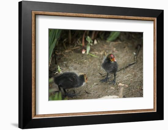 Coot (Fulica) Young Chicks, Gloucestershire, England, United Kingdom-Janette Hill-Framed Photographic Print