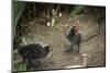 Coot (Fulica) Young Chicks, Gloucestershire, England, United Kingdom-Janette Hill-Mounted Photographic Print