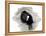 Coot of London, 2013-Nancy Moniz-Framed Premier Image Canvas