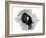 Coot of London, 2013-Nancy Moniz-Framed Giclee Print