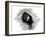 Coot of London, 2013-Nancy Moniz-Framed Giclee Print