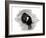 Coot of London, 2013-Nancy Moniz-Framed Giclee Print