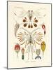 Copepoda, 1899-1904-null-Mounted Giclee Print