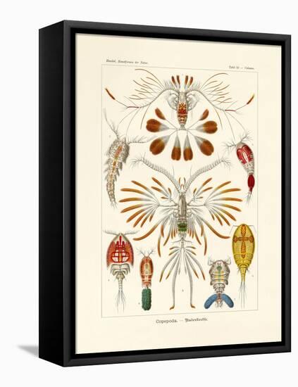 Copepoda, 1899-1904-null-Framed Premier Image Canvas