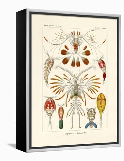 Copepoda, 1899-1904-null-Framed Premier Image Canvas