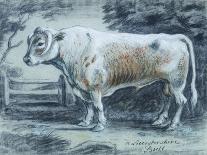 Leicestershire Bull, 18th Century-Copleston Warre Bampfylde-Giclee Print