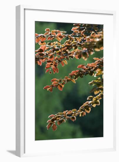 Copper Beech, Branches, Leaves, Back Light-Rainer Mirau-Framed Photographic Print