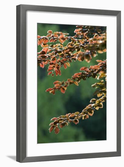 Copper Beech, Branches, Leaves, Back Light-Rainer Mirau-Framed Photographic Print