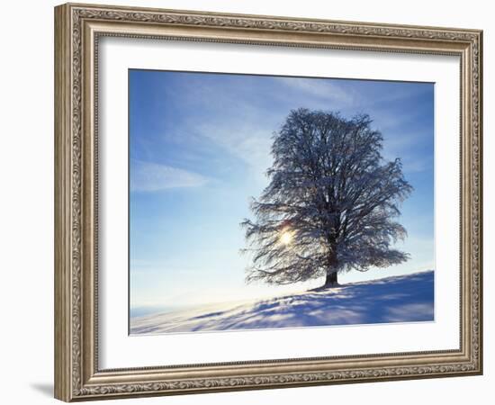 Copper Beech, Fagus Sylvatica, Snow-Covered, Back Light, Leafless-Herbert Kehrer-Framed Photographic Print