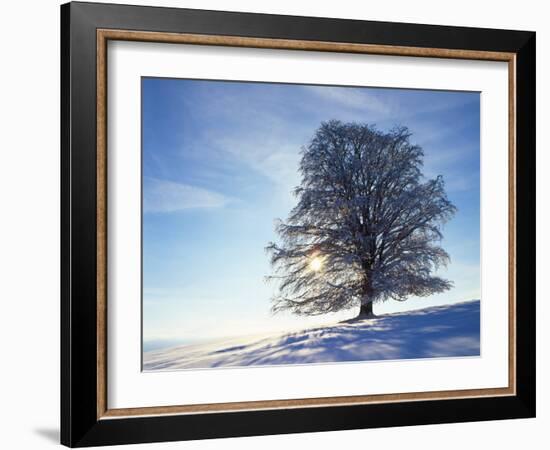 Copper Beech, Fagus Sylvatica, Snow-Covered, Back Light, Leafless-Herbert Kehrer-Framed Photographic Print