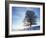 Copper Beech, Fagus Sylvatica, Snow-Covered, Back Light, Leafless-Herbert Kehrer-Framed Photographic Print